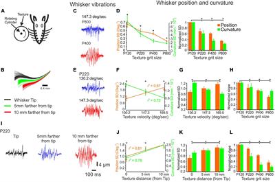 Reliability and stability of tactile perception in the whisker somatosensory system